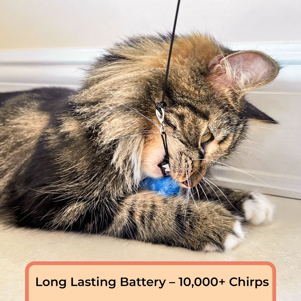 Chirping Bird Attachments (Chirping Bird Toy)